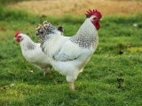 Delaware Chickens – Breed Profile, Facts and Care