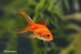 Fantail Goldfish Care & Aquarium Set Up Guide For Beginners