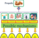 Propolis and its constituents exhibit anti-obesity, anti-hypertension, anti-dyslipidemic, anti-atherosclerosis, and anti-diabetic effects