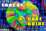 RB Care Guide: Trachyphyllia | Reef Builders