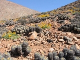 Cacti Smugglers Ordered To Pay Moral Damages For The Ecosystem
