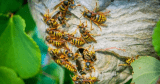 Bristol Wasp Control – Guaranteed Control Today
