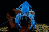 Blue Crayfish Care Guide and Tank Set Up for Beginners