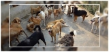 Chandigarh to Establish Its First Dedicated Dog Shelter in Sector 25