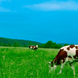 The role of livestock in regenerative agriculture: How large-scale farms help sustainability efforts 