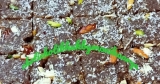 Ragi Barfi/Ragi Fudge Brownie