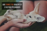 Fennec Fox as Pet: Adorable Companion or Challenging Critter?