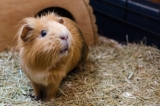 Are Guinea Pigs Good Pets? : Keeping It Pawsome