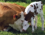 Encore Show: Kim Sturla, Animal Place Sanctuary; & A Mother’s Love: The Bond Between Mother Cow and Baby Calf