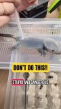 Dangerous Reptile TikTok Trend Needs To STOP