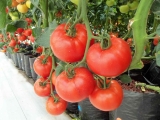 Natural Homemade Tomato Fertilizers: The Detailed Breakdown of Organic Recipes