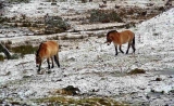 Kazakhstan’s Wild Horse Conservation Efforts Surge With Arrival Of 150 Przewalski’s Horses