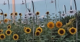 Sunflower Garden – A Bright Pause in Transit at Changi Airport, Singapore