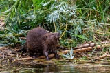 Beavers are Dam Good for Biodiversity, Bringing Bats, Butterflies and Other Critters to Their Neighborhoods