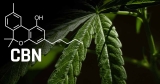 CBN Oil Spotlight: An Effective Relaxation & Sleep Aid?
