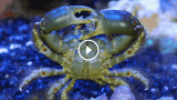 Emerald Crab Care: From Appearance to Molting, and Diet