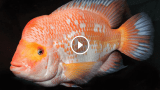 Red Devil Cichlid 101- Everything You Need To Know