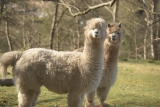 How to Build an Alpaca Farm Business Plan: A Data-Driven Approach