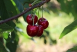 Cherry thefts cause $2k in losses and damage in San Joaquin County