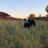 The Undeniable Superpower of Cattle