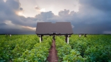 U.S. Cotton: Aigen Launches Next-Generation Element Robots for Weeding in Partnership with Bowles Farming
