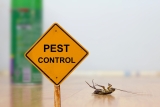 How Does Regular Pest Control Provide Long-Term Value Growth Compared to DIY Prevention Methods?
