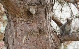Are Holes in Trees Dangerous? – Find Out What Causes Large Holes in Tree Trunks