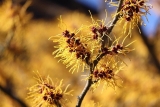 Unlocking Witch Hazel-4 Best Benefits and Uses for Skin Care