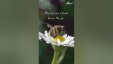 How to save a tired bee on the go…
