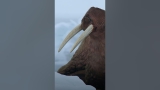 These male walruses are on thin ice—literally #AlaskasDeadliest