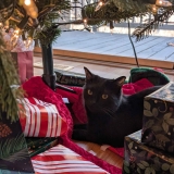 December 27, 2024 (Year in Review) – A Collection of Unmitigated Pedantry