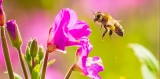 Wild honeybees now officially listed as endangered in the EU