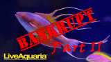 The Saga Continues: Live Aquaria Update | Reef Builders
