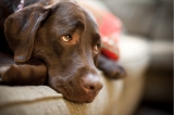 23 Dog Breeds With The Most Captivating And Gentle Puppy Eyes