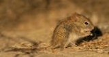 Seattle Times Confirms Rare Mouse-Carried Disease in Area