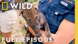 Red Wolf Pups | Secrets of the Zoo: Tampa | Nat Geo Animals