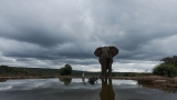 Rhinos, lions & rain: Amy’s wild welcome to Welgevonden