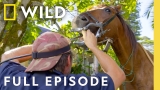Rodeo Horse Dental Exam | The Adventures of Dr. Buckeye Bottoms | Nat Geo Animals
