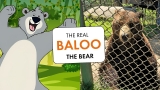 The Tragic Life of Baloo the Bear – Romania’s Saddest Tourist Attraction