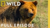 Grizzly Bear Summer | Wild Yellowstone | Nat Geo Animals
