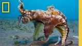 🔴 LIVE: Octopus Super Powers | Secrets of the Octopus (S1 FULL EPISODES) | National Geographic