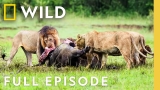 3 Lions vs. 1 Rhino (Full Episode) | Animal Fight Night | Nat Geo Animals