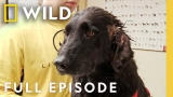 Brutal Summer (Full Episode) | Incredible Dr. Pol | Nat Geo Animals