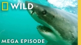 When Sharks Attack: Jaws of Terror | MEGA EPISODE | Nat Geo Animals