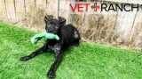 "Krusty Kris" Puppy Saved From Shelter Before Euthanasia!