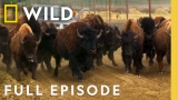 Bison Herd Health Disaster (Full Episode) | Rocky Rapids Vet 911 | Nat Geo Animals