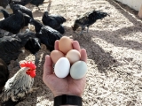 Diversification in Investing, Gender Politics, Your Workplace, and Your Private Life: The Unexpected Consequences of Not Putting All Your Eggs in One Basket