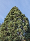 Tree Highlight: Giant Sequoia – For The Love Of Trees, LLC : For The Love Of Trees, LLC