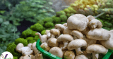 The Magic of Mushroom Farming: A Beginner’s Guide to Growing Mushrooms