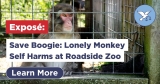 Save Boogie: Lonely Monkey Self Harms at Roadside Zoo